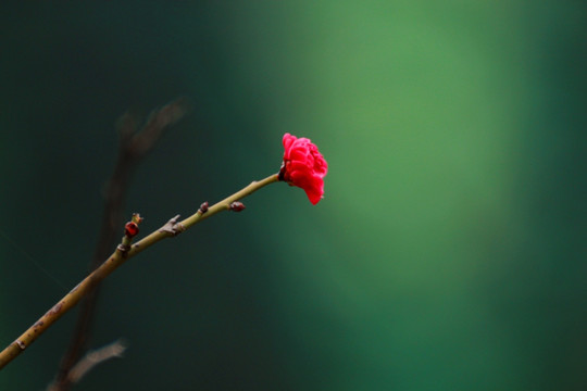 梅花