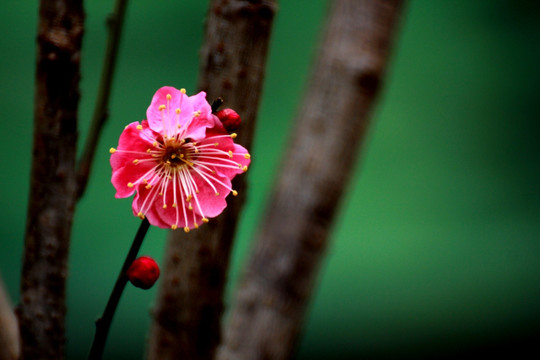 梅花