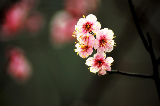 梅花