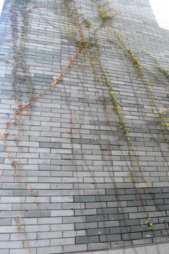 植物 砖墙