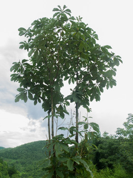 国家二级重点保护植物野生厚朴树