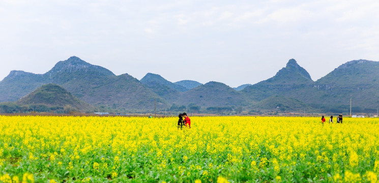 油菜花