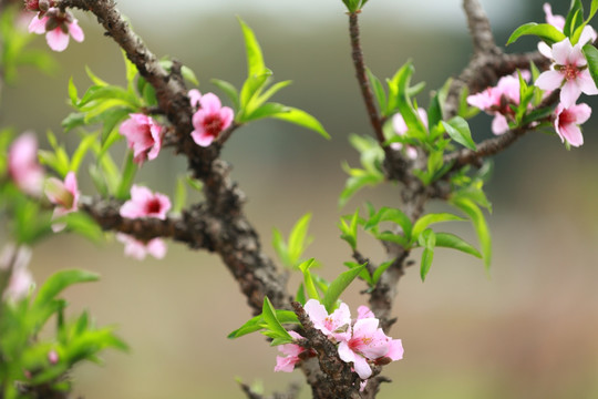 桃花