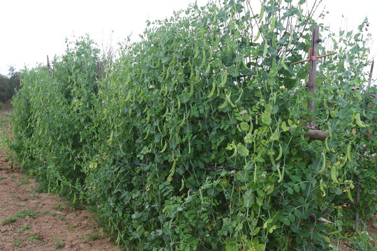 豌豆 疏菜种植