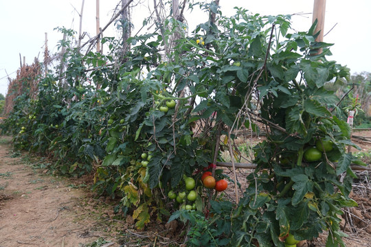 西红柿 番茄 疏菜种植