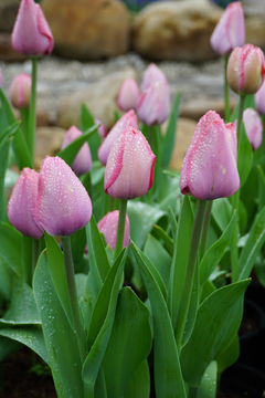 郁金香花