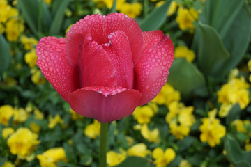 郁金香花