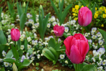 郁金香花