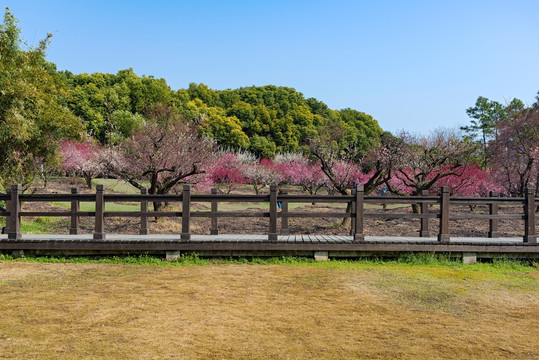 梅花景色