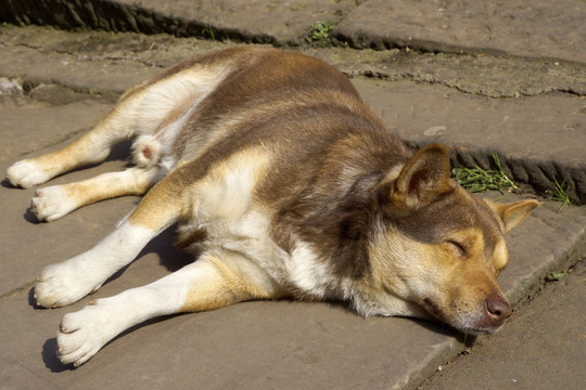 中华田园犬 晒太阳 睡觉