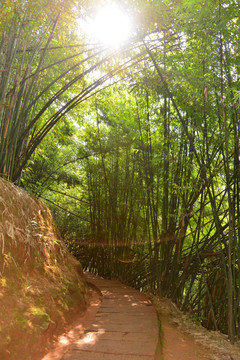 阳光 竹林 石板小路