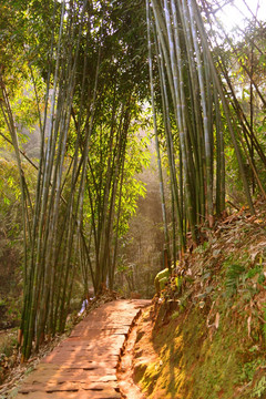 阳光 竹林 石板小路