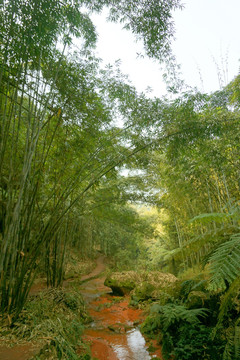竹海 林间小溪 山谷溪流