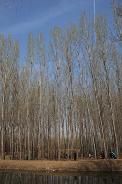 白桦树树的树林