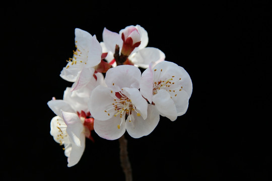 盛开的的白色樱花花心花蕊