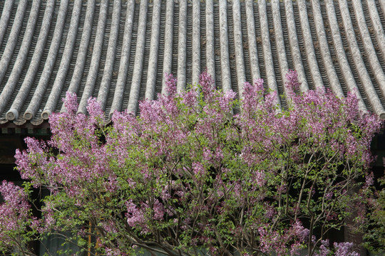 屋檐下盛开的丁香花