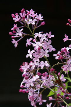 绽放的丁香花花朵花心