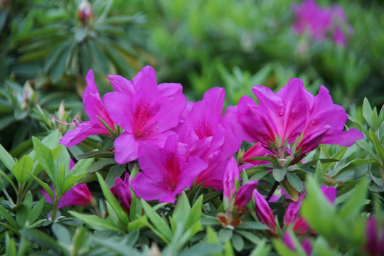 紫色杜鹃花花丛