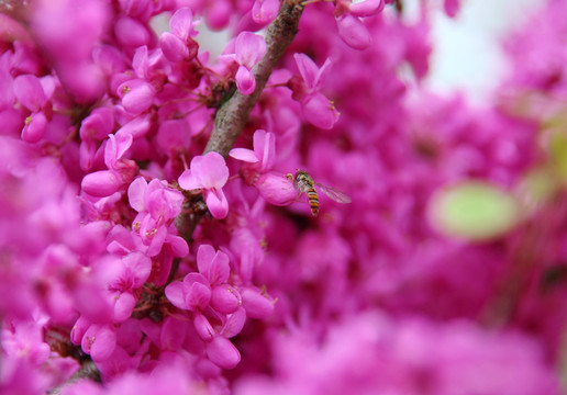 小蜜蜂和紫荆树花朵