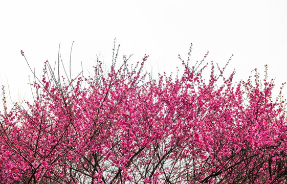 梅花 梅花树 梅花园