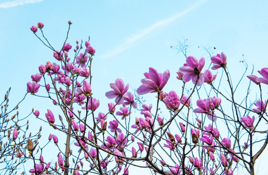 玉兰花 鲜花 花朵 紫色玉兰