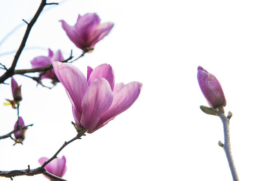 玉兰花 盛开花朵 紫色玉兰