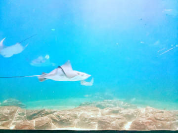 水族馆素材