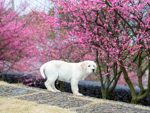 小狗与梅花