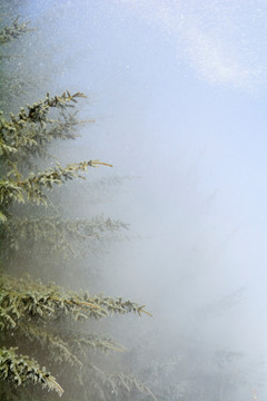 冬季大雾松树