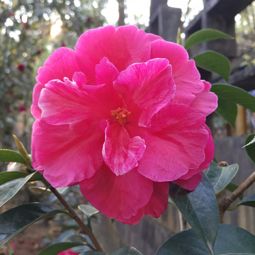 山茶花特写