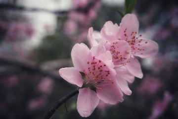 桃花