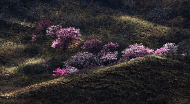 桃花