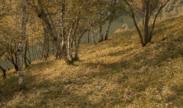 关山草原牧场