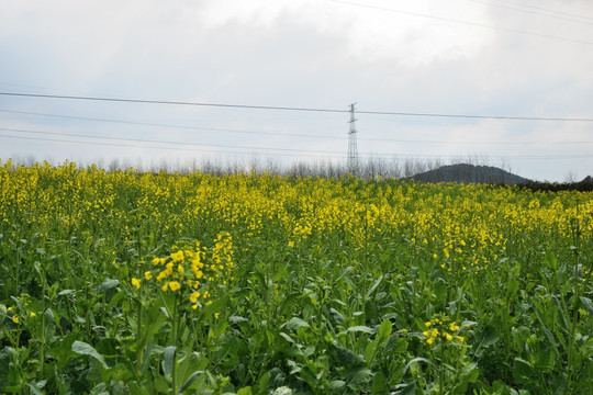 油菜花