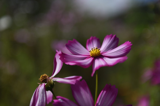 格桑花