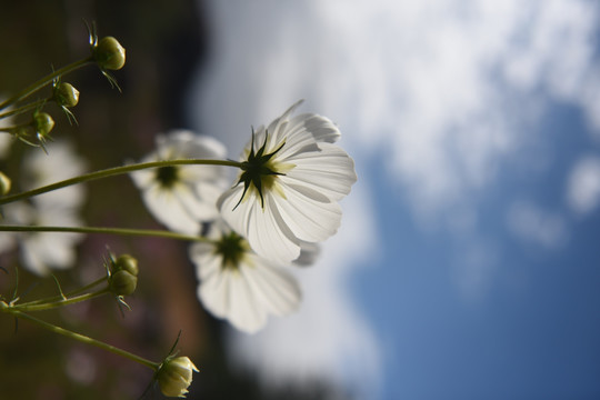 格桑花