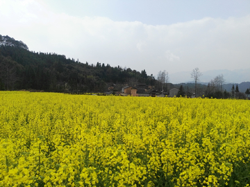 田园风光