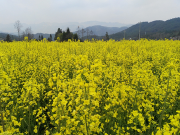 田园风光