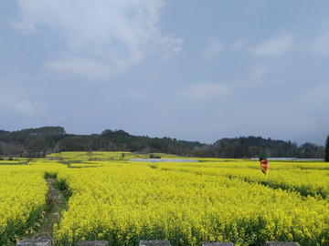 田园风光