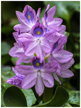 雨久花