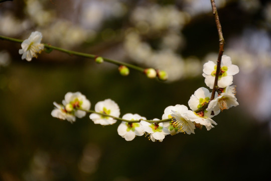 梅花开放
