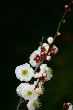 梅花开放