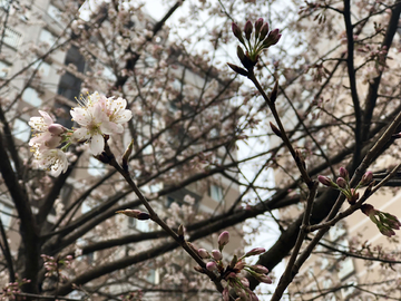 初春花儿