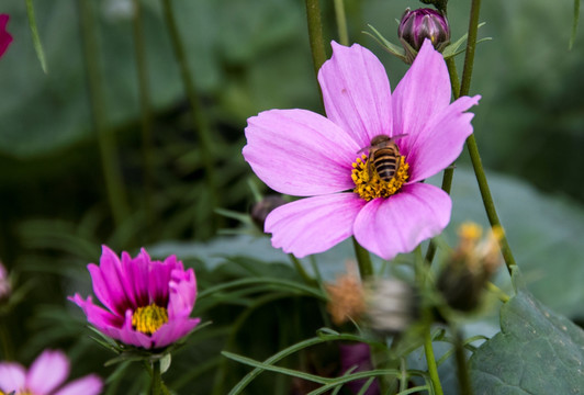 格桑花