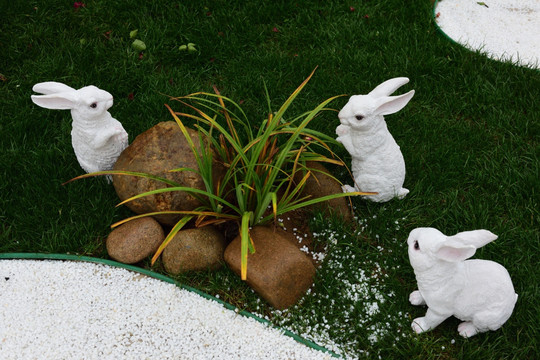 草地 兔子