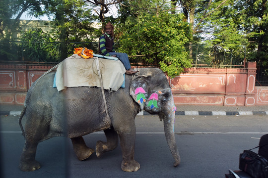 印度阿格拉街头大象