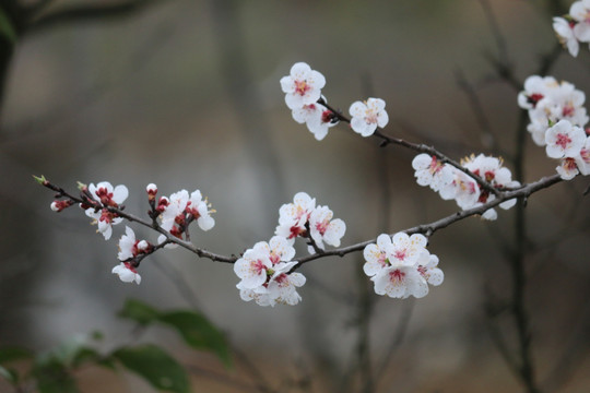 杏花