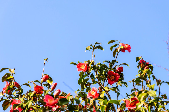 山茶花