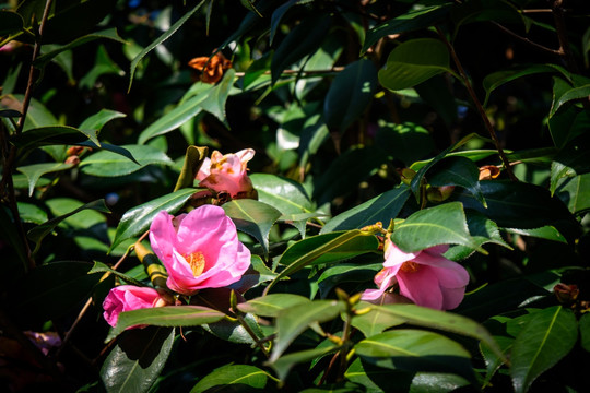 山茶花