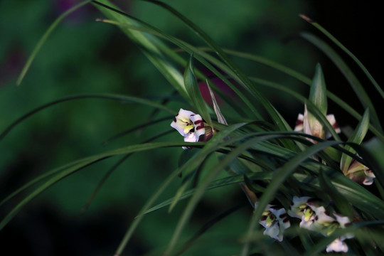 精品兰花 虎蕊